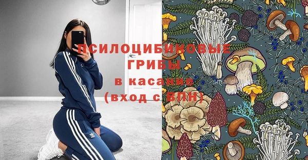 прущие грибы Михайлов