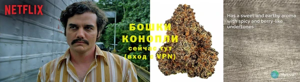 прущие грибы Михайлов